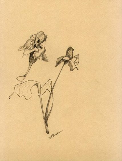 Catherine Guyard dessin Orchidiris
